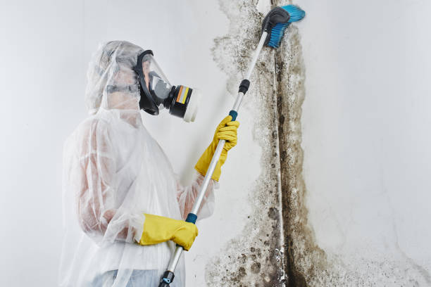 Mold Removal Process in West Point, NE