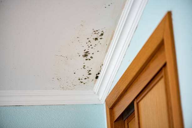 Best Local Mold Removal Service  in West Point, NE