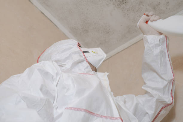 Professional Mold Removal in West Point, NE