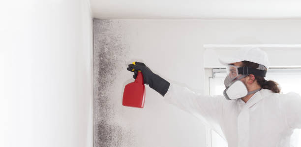 Best Attic Mold Removal  in West Point, NE