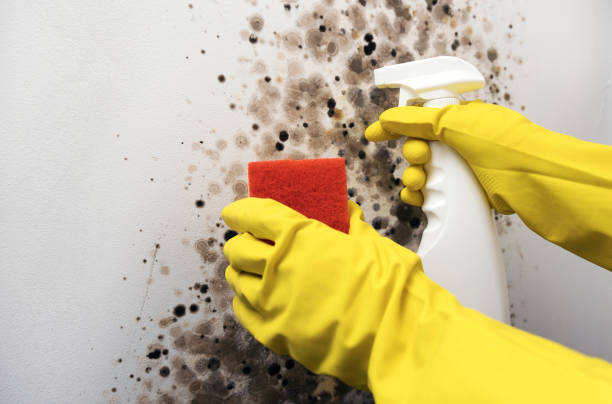 Best Mold Damage Repair  in West Point, NE