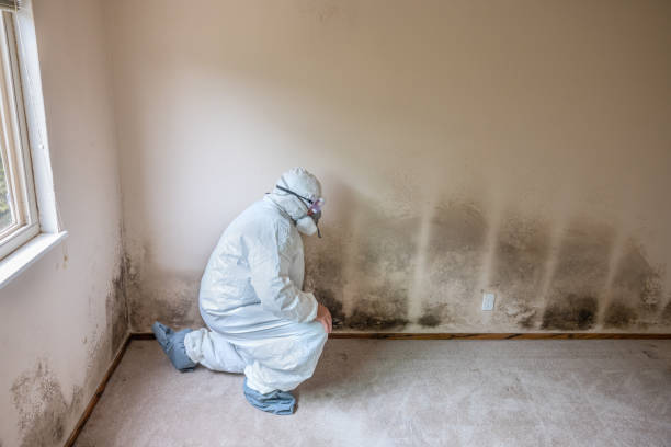 Best Certified Mold Removal  in West Point, NE