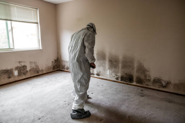 Best Black Mold Removal  in West Point, NE